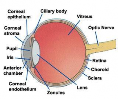 Diagram of the human eye. 