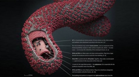 Ebola Here to Stay