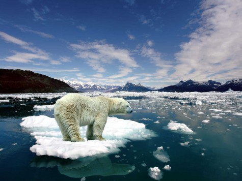 A polar bear balances on a breakaway ice cap amid the melting Arctic shore. Source: http://hammer.ucla.edu/