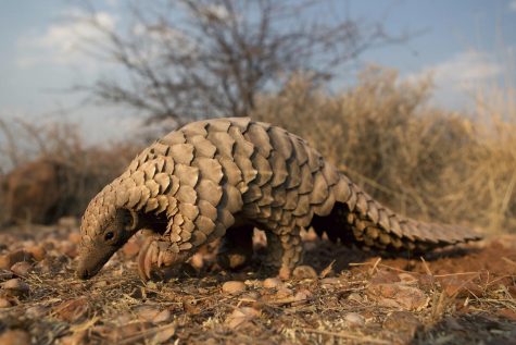 Celebrating World Pangolin Day