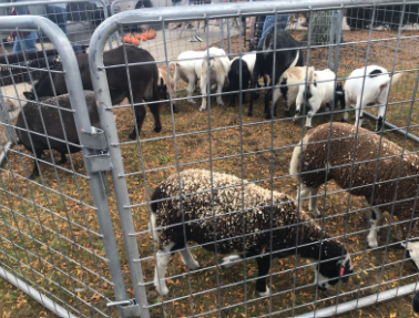 The carnival’s petting zoo!

Photo taken by James Steigerwald